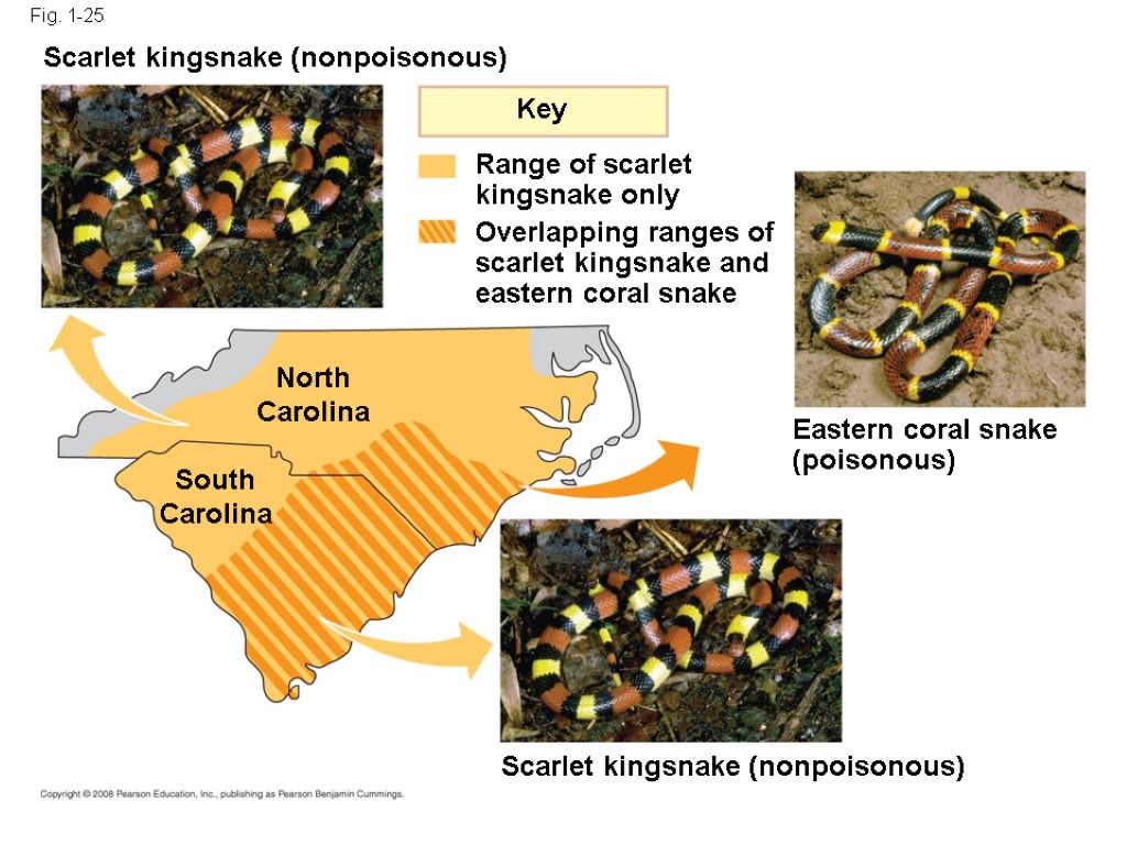 Fig. 1-25 South Carolina North Carolina Key Scarlet kingsnake (nonpoisonous) Scarlet kingsnake (nonpoisonous) Eastern